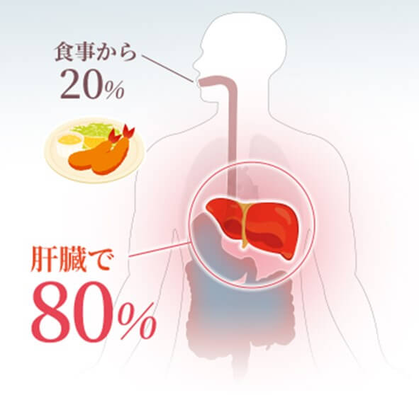 血中コレステロールは摂取するよりも体内で作られるものの方が多い