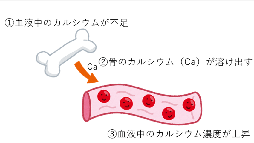 カルシウムが不足すると骨からカルシウムを補う仕組み
