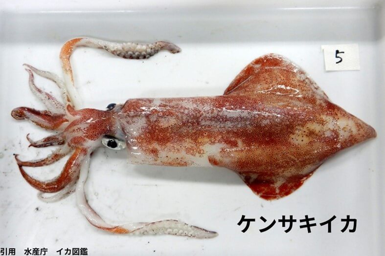ケンサキイカ