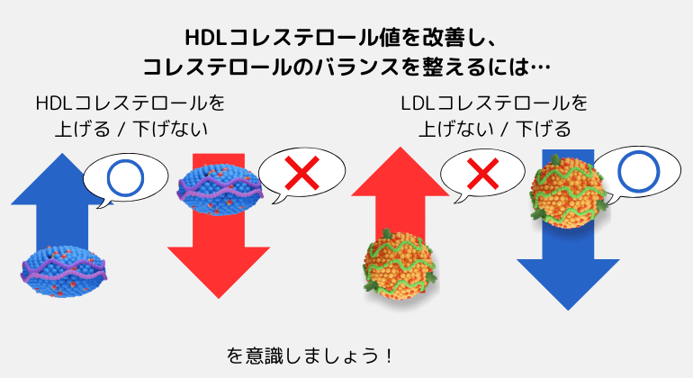 HDLコレステロールの改善方法