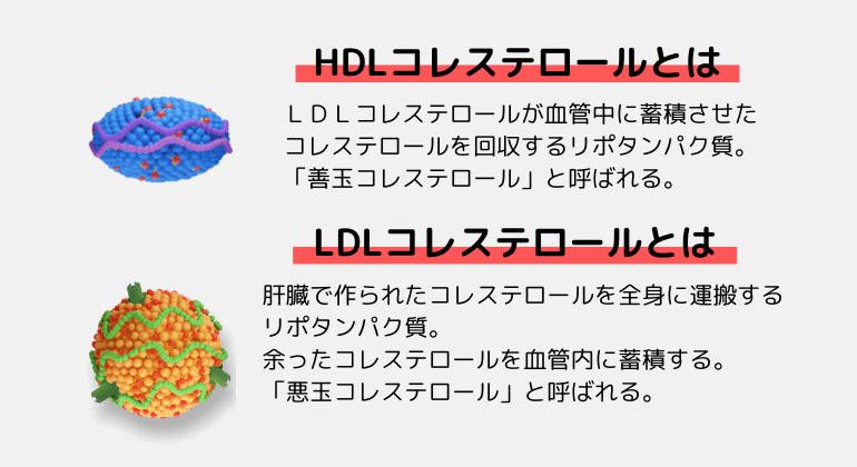 HDLコレステロールとLDLコレステロールとは