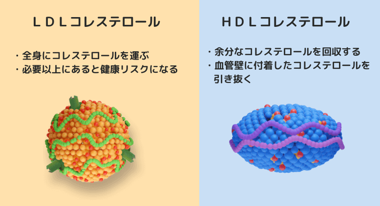 LDLとHDLコレステロールとは