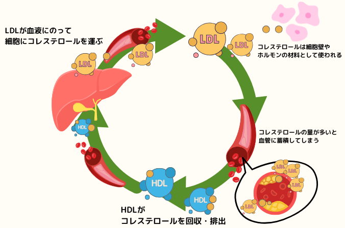 LDLコレステロールとHDLコレステロールの役割
