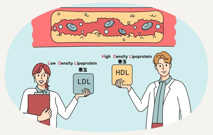LDLとHDLの違い