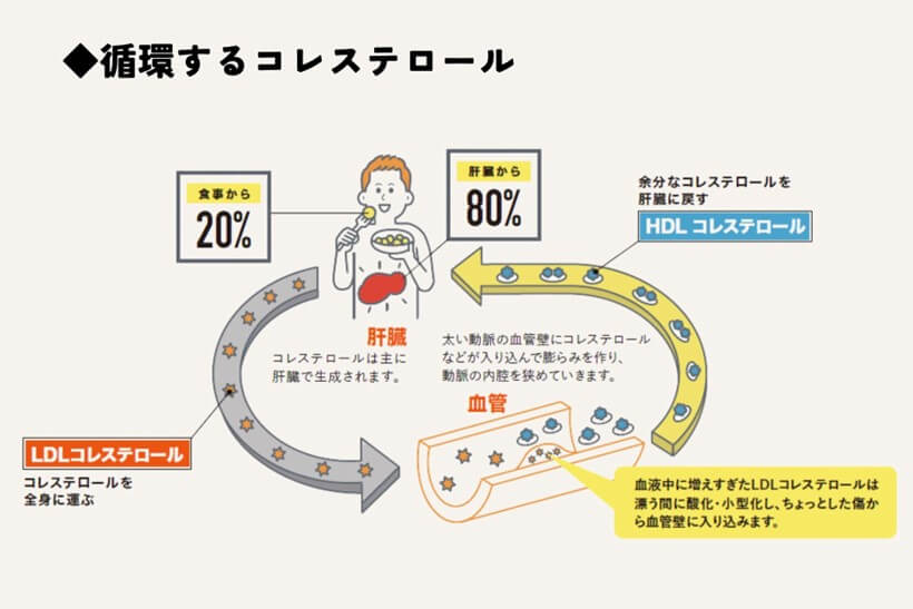 コレステロールは循環する