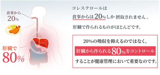 食事から摂取されるコレステロールは約20%のみ