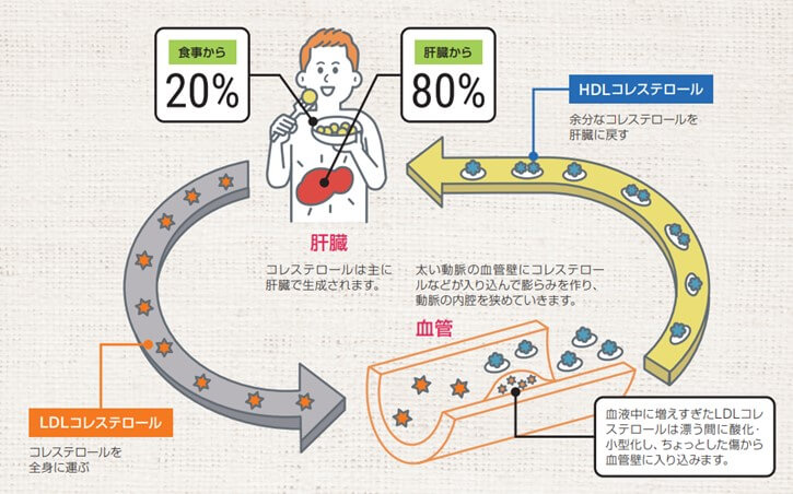 コレステロールの役割
