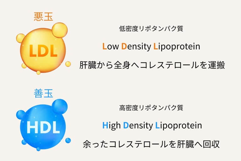 悪玉と善玉の違い