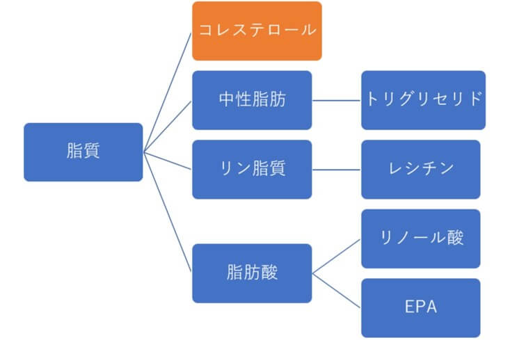 脂質の分類