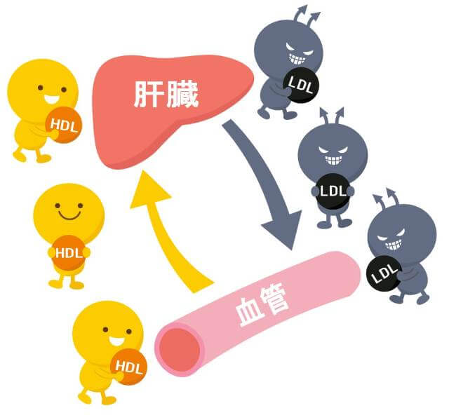 コレステロールとは？