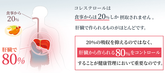 コレステロールの約80％は体で作られる