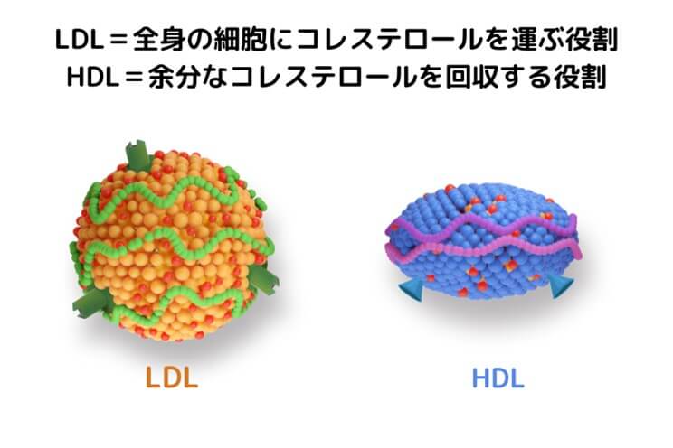 HDLとLDLの違い