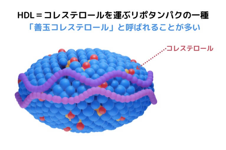 HDLとはリポタンパク