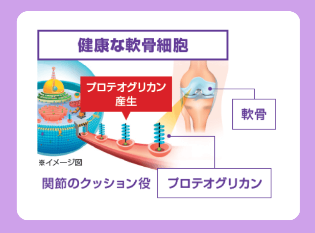 健康な軟骨細胞