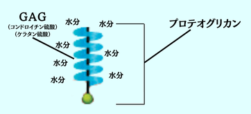 プロテオグリカンの詳細