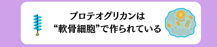 プロテオグリカンは軟骨細胞でのみ作られる