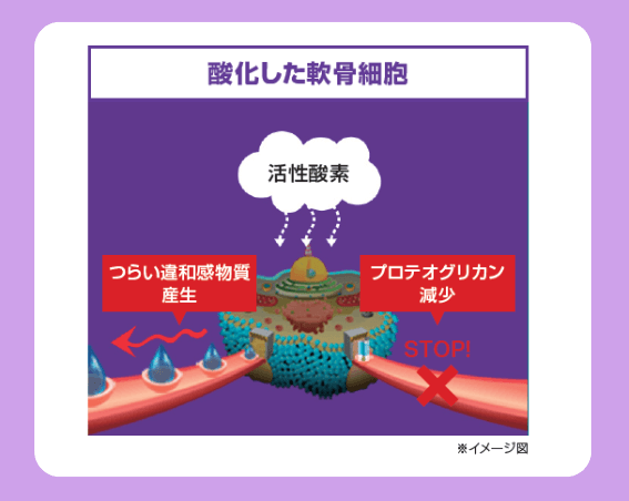 酸化された軟骨細胞