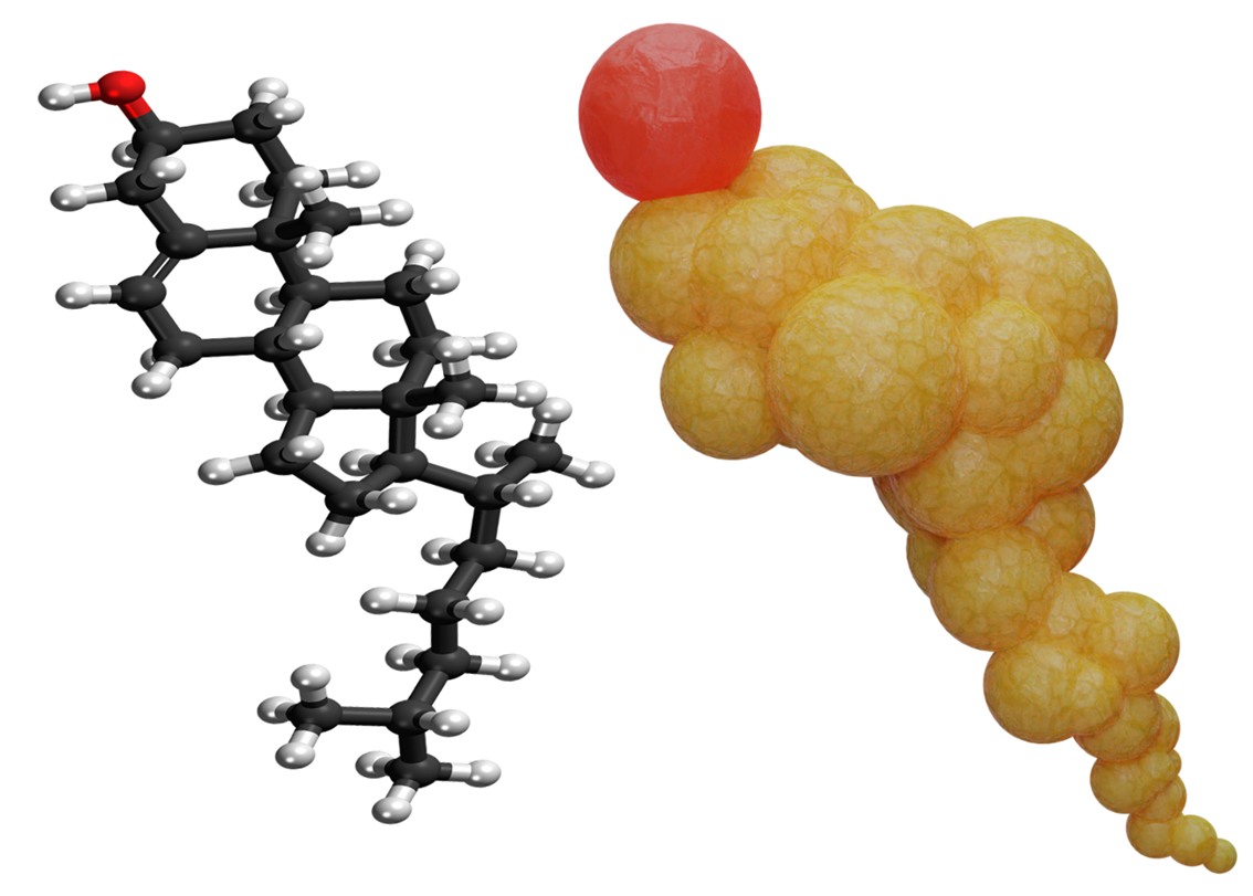 コレステロールとは何者